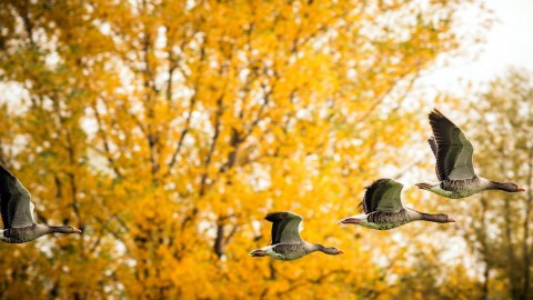 Birds In The Fall wallpapers high quality