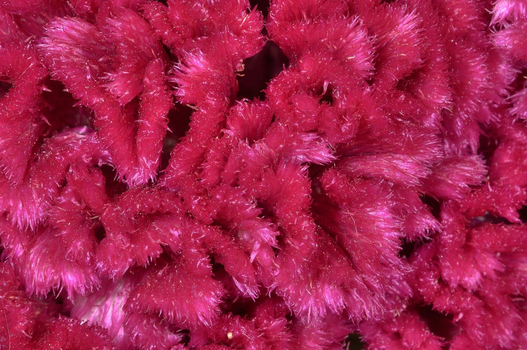 Celosia wallpapers HD