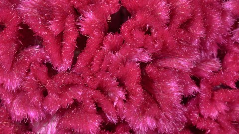 Celosia wallpapers high quality