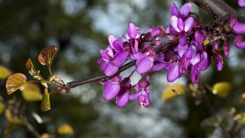 Cercis wallpapers high quality