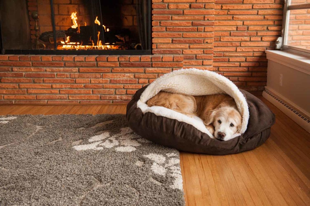 Dog Bed wallpapers HD