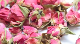 Dried Rose Image Download