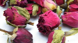Dried Rose Photo Download