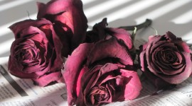 Dried Rose Wallpaper