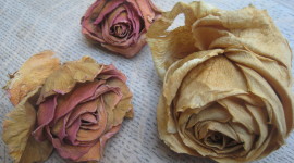 Dried Rose Wallpaper Download