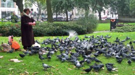 Feed The Birds Photo Download