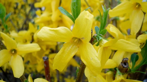 Forsythia wallpapers high quality