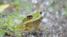 Frog In The Rain Photo Free
