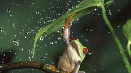Frog In The Rain Wallpaper For Mobile