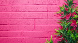 Fuchsia Color Best Wallpaper