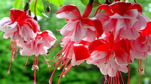 Fuchsia Flower wallpapers high quality