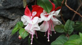 Fuchsia Flower Image Download