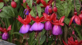Fuchsia Flower Photo