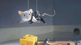 Funny Mouse Desktop Wallpaper HD