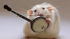 Funny Mouse Photo Download