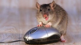 Funny Mouse Photo Free