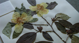 Herbarium Wallpaper Background