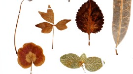 Herbarium Wallpaper For IPhone 6 Download