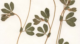 Herbarium Wallpaper For IPhone 7