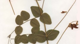 Herbarium Wallpaper For IPhone Free