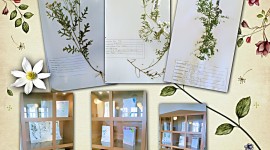 Herbarium Wallpaper For PC