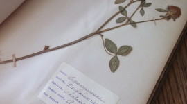 Herbarium Wallpaper HQ
