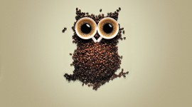 Owl Coffee Wallpaper