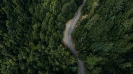 Road In The Forest Top View 1080p