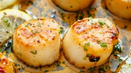 Scallops Wallpaper For IPhone Free