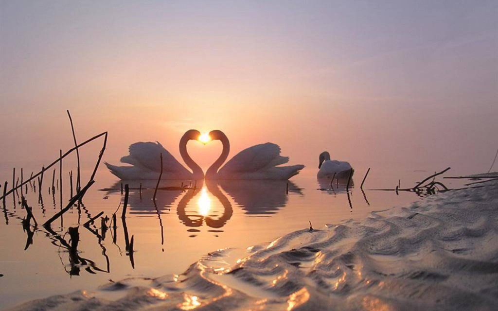 Swans Love wallpapers HD