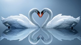 Swans Love Picture Download