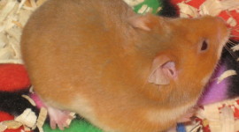 Syrian Hamster Wallpaper Download Free