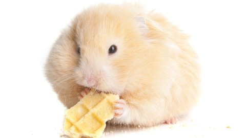 Syrian Hamster wallpapers high quality