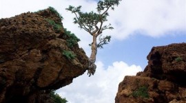 Tree On Rock Photo Download