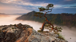Tree On Rock Picture Download
