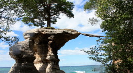 Tree On Rock Wallpaper For PC