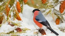 4K Bullfinches Winter Image Download