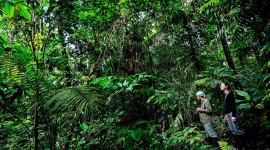 Amazon Jungle Wallpaper 1080p
