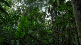 Amazon Jungle Wallpaper For PC