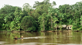 Amazon Jungle Wallpaper HD