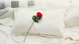 Bed Rose Photo