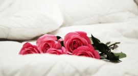 Bed Rose Photo Free
