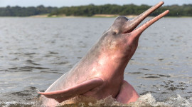 Brazilian Dolphin Wallpaper 1080p