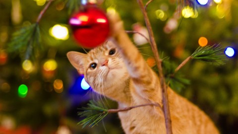 Cat Christmas Tree wallpapers high quality