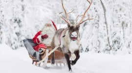 Christmas Reindeer Photo Free