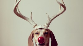 Christmas Reindeer Wallpaper For Mobile#1