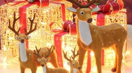 Christmas Reindeer Wallpaper For PC