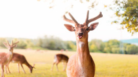Funny Deer Picture Download