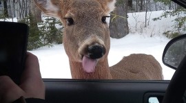 Funny Deer Wallpaper For Android