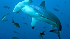 Hammerhead Shark Wallpaper 1080p